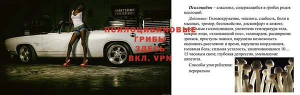 apvp Алзамай